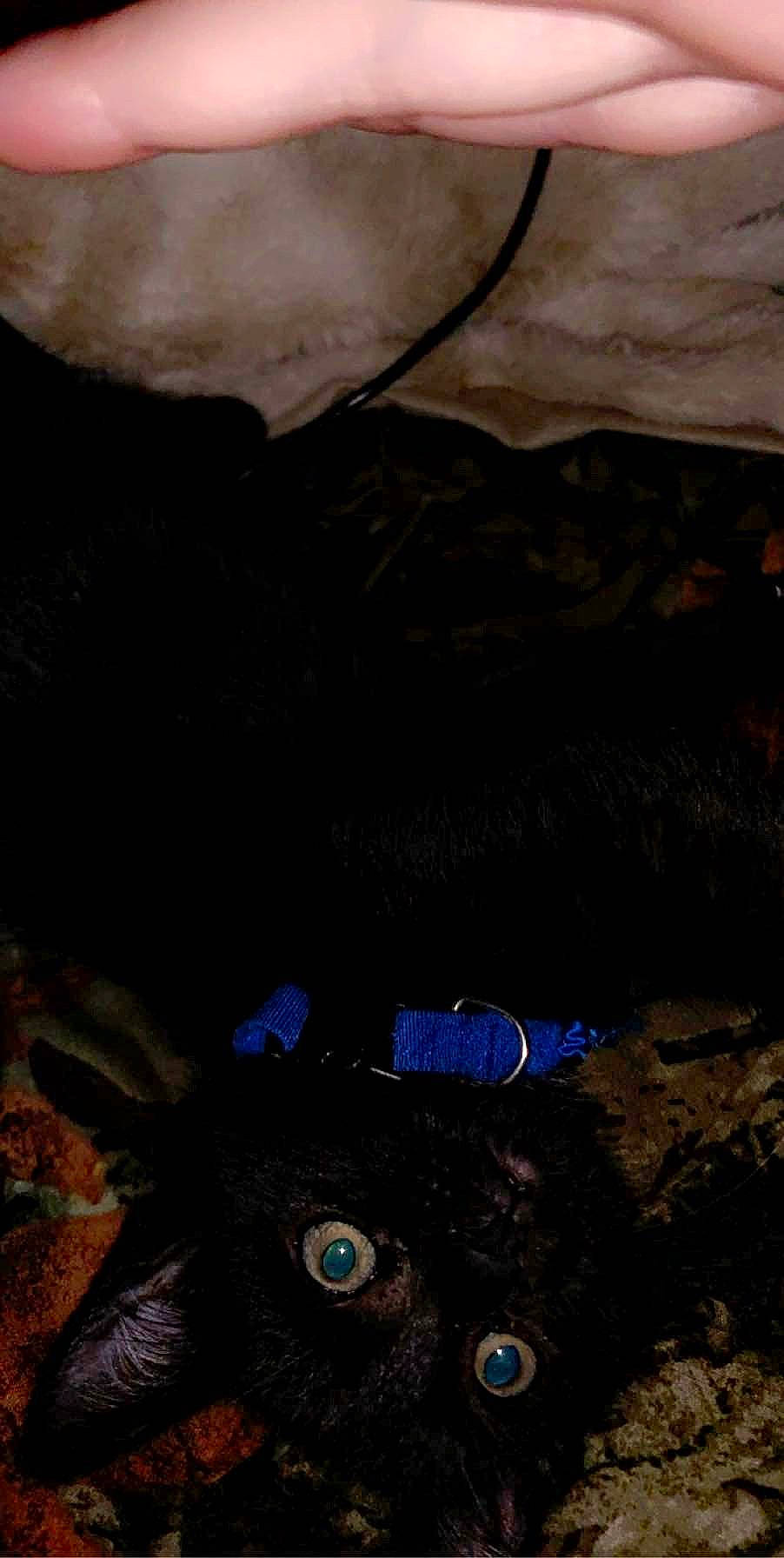 Mazikeen Hazel joined the competition — help win amazing prizes! bedrock, black, darkness, domestic_short_haired_cat, electric_blue, felidae, fur, insect, landscape, pattern, personal_protective_equipment, recreation, rock, small_to_medium_sized_cats, soil, sport_climbing, sunglasses, toy, whiskers, wood