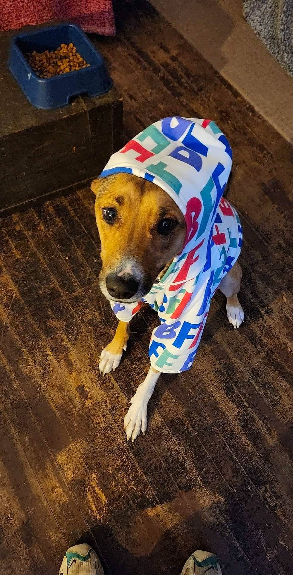 Tucker James is registered to the contest to win money with this photo: canidae, carnivore, companion_dog, dog, dog_breed, dog_supply, fashion_accessory, fawn, floor, flooring, hardwood, hat, personal_protective_equipment, pet_supply, snout, sporting_group, terrestrial_animal, whiskers, wood, working_animal