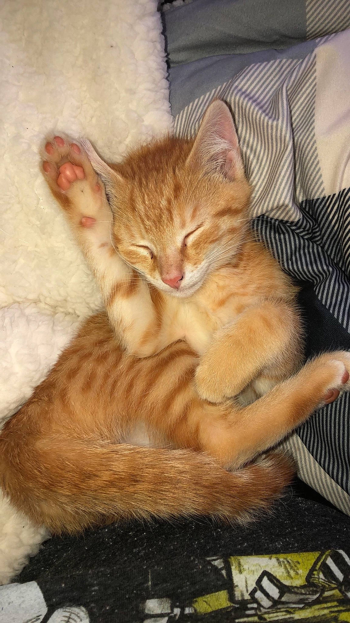 Lucifer Ash joined the competition — help win amazing prizes! carnivore, cat, cat_supply, claw, comfort, domestic_short_haired_cat, fawn, felidae, foot, fur, nap, paw, photo_caption, sitting, small_to_medium_sized_cats, snout, tail, terrestrial_animal, whiskers, wildlife