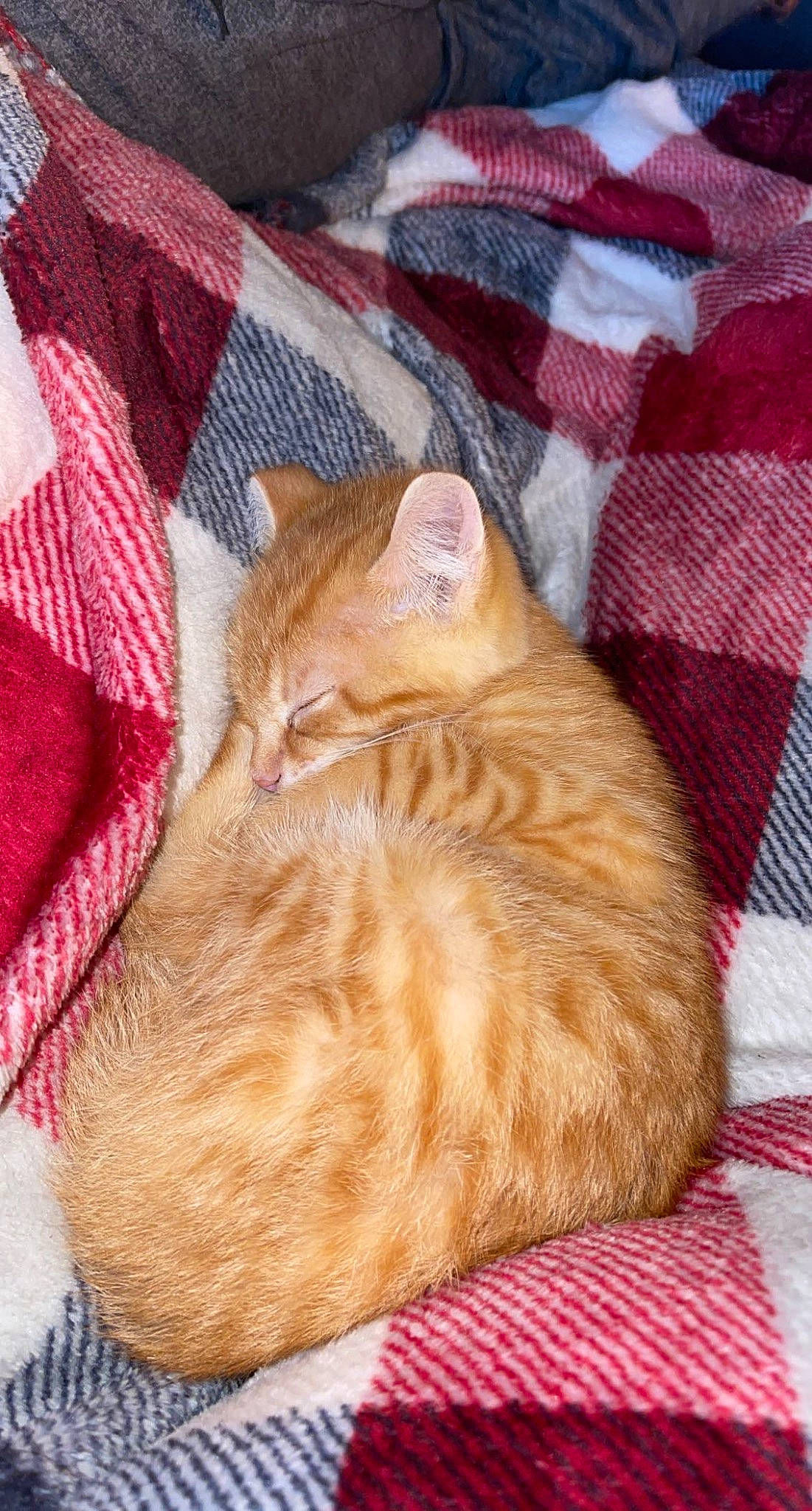 Lucifer Ash joined the competition — help win amazing prizes! carnivore, cat, cat_bed, cat_supply, comfort, domestic_short_haired_cat, fawn, felidae, fur, linens, nap, pattern, paw, plaid, small_to_medium_sized_cats, snout, tail, tartan, textile, whiskers