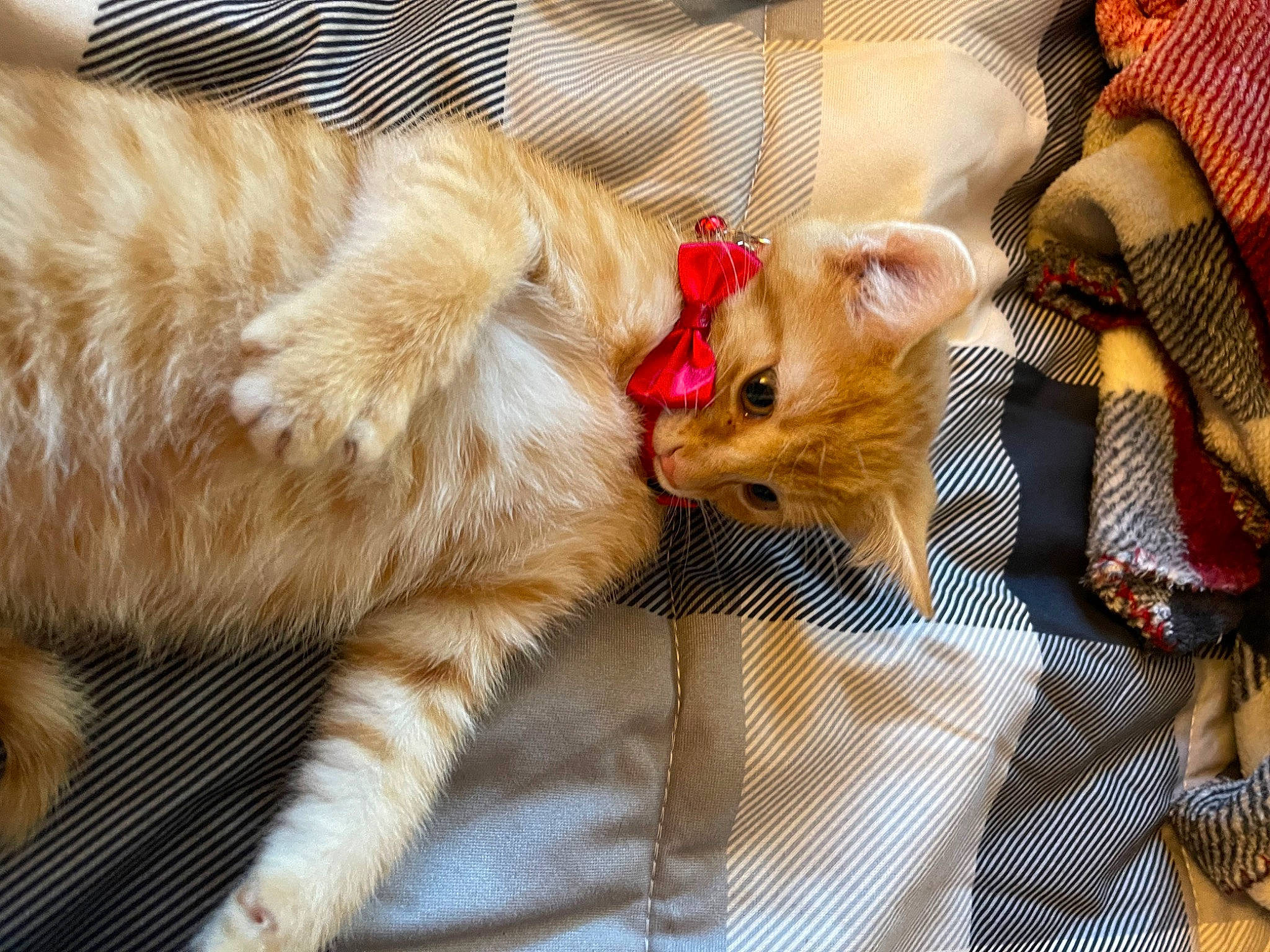 Lucifer Ash joined the competition — help win amazing prizes! carnivore, cat, claw, comfort, companion_dog, couch, fawn, felidae, foot, fur, nap, paw, small_to_medium_sized_cats, snout, tail, terrestrial_animal, whiskers