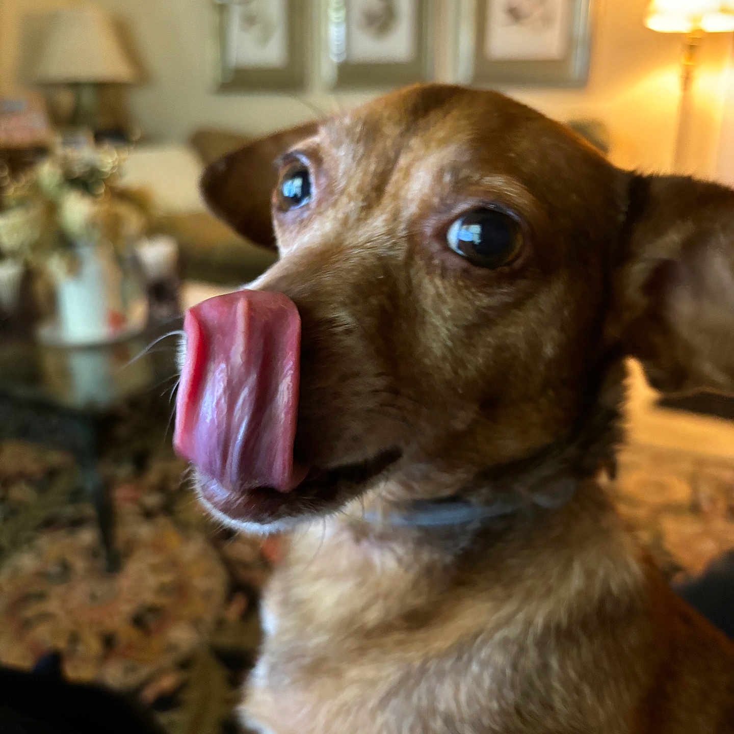 Beabea joined the competition — help win amazing prizes! animal, brown_dog, canine, close_up, cute, decor, dog, ears, funny_expression, fur, furniture, house, indoor, lamp, living_room, pet, playful, portrait, tongue_out, whiskers