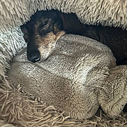 Arlequin a rejoint le concours — aidez-le/la à gagner de superbes lots ! dog, sleeping, blanket, plush, cozy, resting, fur, soft, comfort, indoors, pet, animal, warm, relaxed, cushion, snuggled, bed, cute, peaceful, nap