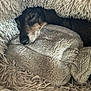 dog, sleeping, blanket, plush, cozy, resting, fur, soft, comfort, indoors, pet, animal, warm, relaxed, cushion, snuggled, bed, cute, peaceful, nap