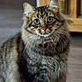 animal, cat, closeup, curious, cute, domestic_cat, ears, eyes, feline, fluffy, fur, furniture, indoor, looking, pet, portrait, sitting, tabby_cat, whiskers, wooden_floor