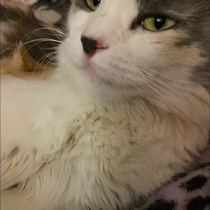 Snowy joined the competition — help win amazing prizes! cat, fluffy, gray_and_white, long_hair, green_eyes, whiskers, pink_nose, pet, animal, close_up, portrait, indoor, cozy, blanket, relaxed, sitting, lying_down, face, fur, photography