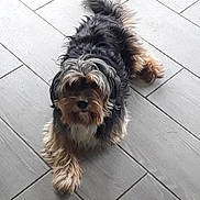 Ricco a rejoint le concours — aidez-le/la à gagner de superbes lots ! dog, pet, lying_down, fur, black_fur, gray_fur, tan_fur, scruffy, curious, indoor, tile_floor, light_gray, animal, canine, looking_up, paw, flooring, fur_texture, domestic_animal, companion
