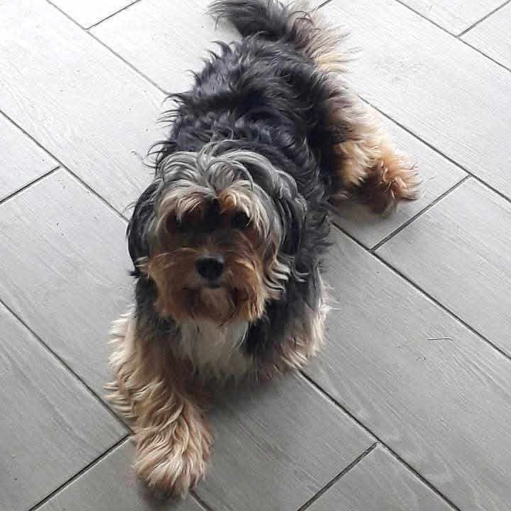 Ricco a rejoint le concours — aidez-le/la à gagner de superbes lots ! animal, black_fur, canine, companion, curious, dog, domestic_animal, flooring, fur, fur_texture, gray_fur, indoor, light_gray, looking_up, lying_down, paw, pet, scruffy, tan_fur, tile_floor