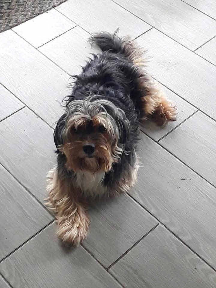 Ricco a rejoint le concours — aidez-le/la à gagner de superbes lots ! dog, pet, lying_down, fur, black_fur, gray_fur, tan_fur, scruffy, curious, indoor, tile_floor, light_gray, animal, canine, looking_up, paw, flooring, fur_texture, domestic_animal, companion