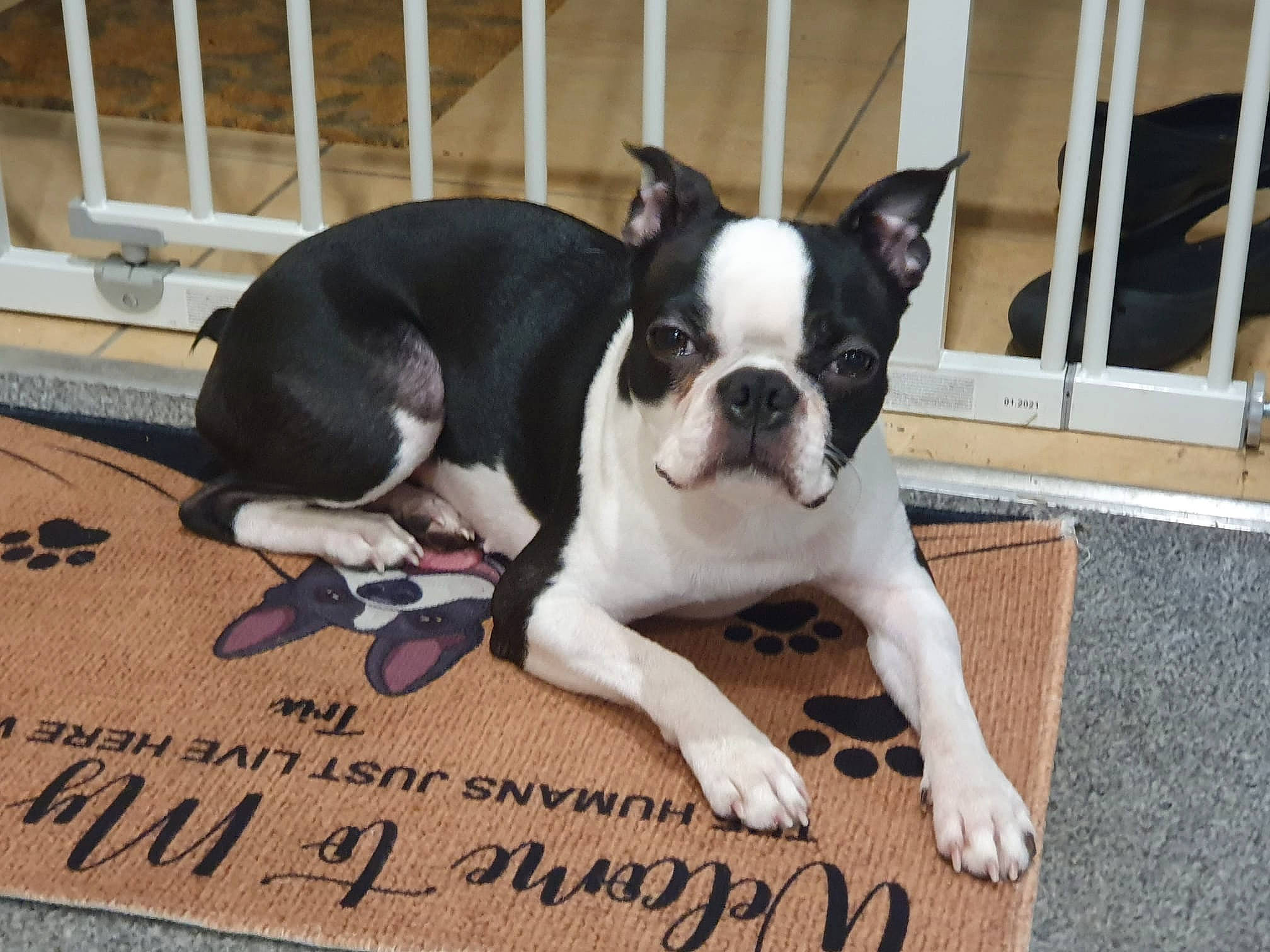Trix joined the competition — help win amazing prizes! boston_terrier, canidae, carmine, carnivore, comfort, companion_dog, dog, dog_breed, ear, eye, fawn, fence, flooring, molosser, snout, sporting_group, terrestrial_animal, toy_dog, whiskers, working_animal