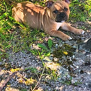 Bongo a rejoint le concours — aidez-le/la à gagner de superbes lots ! puppy, dog, outdoor, grass, gravel, sunlight, shadow, animal, pet, young, cute, nature, leaf, ground, mammal, playful, resting, brown, adorable, canine