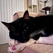 Cleo is registered to the contest to win money with this photo: cat, black_and_white, paw, pink_paw_pads, couch, indoor, living_room, furniture, relaxed, pet, whiskers, close_up, resting, ears, fur, cozy, home, vertical_blinds, cat_tree, soft_lighting