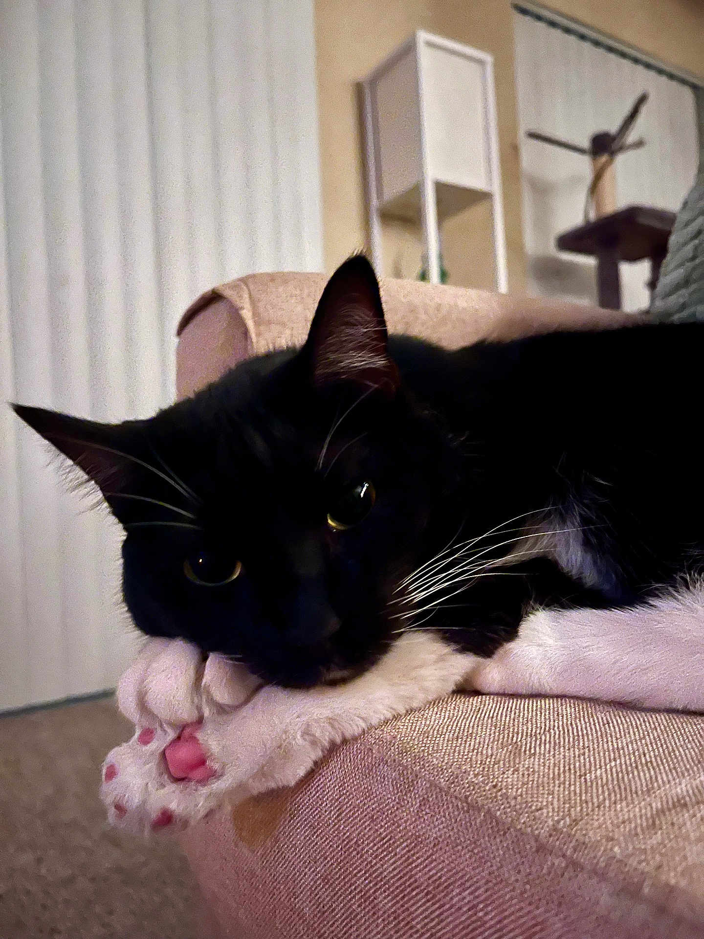 Cleo is registered to the contest to win money with this photo: cat, black_and_white, paw, pink_paw_pads, couch, indoor, living_room, furniture, relaxed, pet, whiskers, close_up, resting, ears, fur, cozy, home, vertical_blinds, cat_tree, soft_lighting