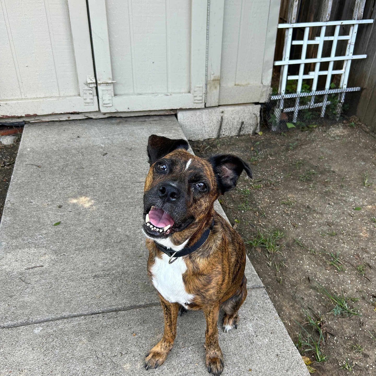 Daisy is registered to the contest to win money with this photo: dog, brindle, pet, canine, smiling, happy, outdoor, sidewalk, concrete, shed, wooden_door, grass, dirt, collar, animal, ears, sitting, tongue, face, nature