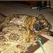 Daisy joined the competition — help win amazing prizes! puppy, dog, toy, bone, carpet, rug, leash, indoor, playful, brindle, pet, animal, floor, chewing, young_dog, cute, domestic_animal, canine, resting, home