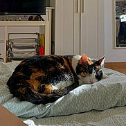 Praline participe au concours pour gagner de l'argent avec cette photo : cat, calico_cat, sleeping, bedroom, blanket, indoor, furniture, television, mirror, shelf, wooden_floor, relaxation, nap, domestic, home, pets, cozy, soft_lighting, resting, animal