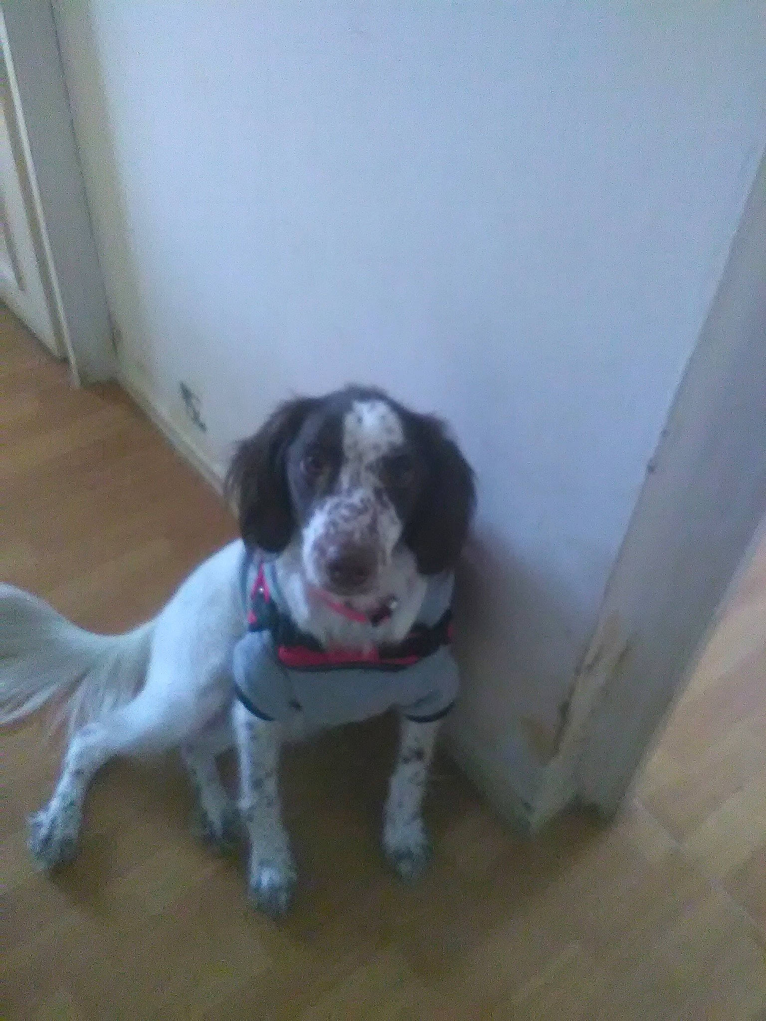 Djoe participe au concours pour gagner de l'argent avec cette photo : braque_dauvergne, canidae, carnivore, dog, dog_breed, english_springer_spaniel, french_spaniel, german_shorthaired_pointer, hunting_dog, mammal, old_danish_pointer, pachon_navarro, pointer, pointing_breed, small_munsterlander, snout, spaniel, sporting_group, tail, vertebrate