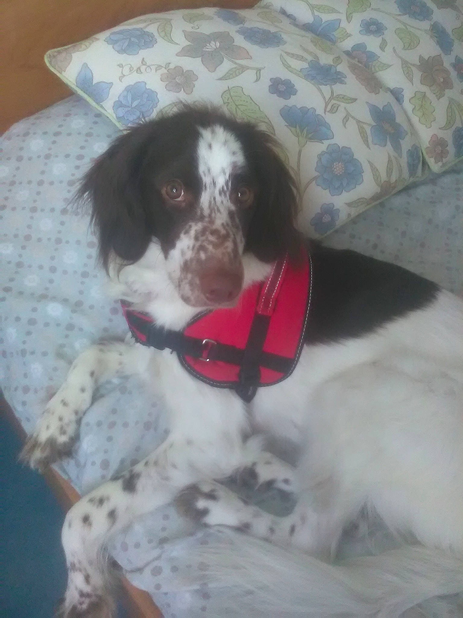 Djoe participe au concours pour gagner de l'argent avec cette photo : braque_dauvergne, canidae, carnivore, dog, dog_breed, french_spaniel, hunting_dog, mammal, old_danish_pointer, pachon_navarro, pointer, puppy, rare_breed_dog, sporting_group, vertebrate