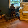 dog, window, garbage_truck, snow, indoor, dog_bed, floor, armchair, pillow, cozy, furniture, wood_floor, pet, back_view, house, winter, daylight, room, curtain, wall