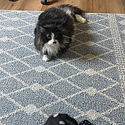 Whiskers is registered to the contest to win money with this photo: cat, fluffy, black_and_white, lying_down, rug, patterned_rug, wooden_floor, indoor, home, office_chair, curious, pet, feline, cozy, flooring, domestic_animal, resting, polka_dot, footwear, observer