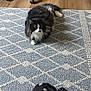 cat, fluffy, black_and_white, lying_down, rug, patterned_rug, wooden_floor, indoor, home, office_chair, curious, pet, feline, cozy, flooring, domestic_animal, resting, polka_dot, footwear, observer