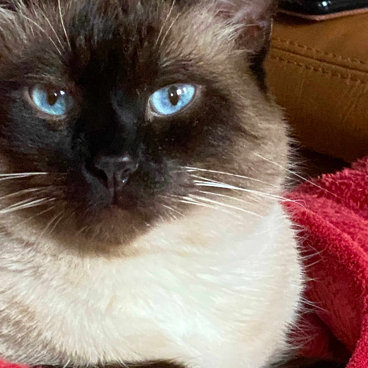 Diehgo a rejoint le concours — aidez-le/la à gagner de superbes lots ! animal, cat, kitten, pet, siamese