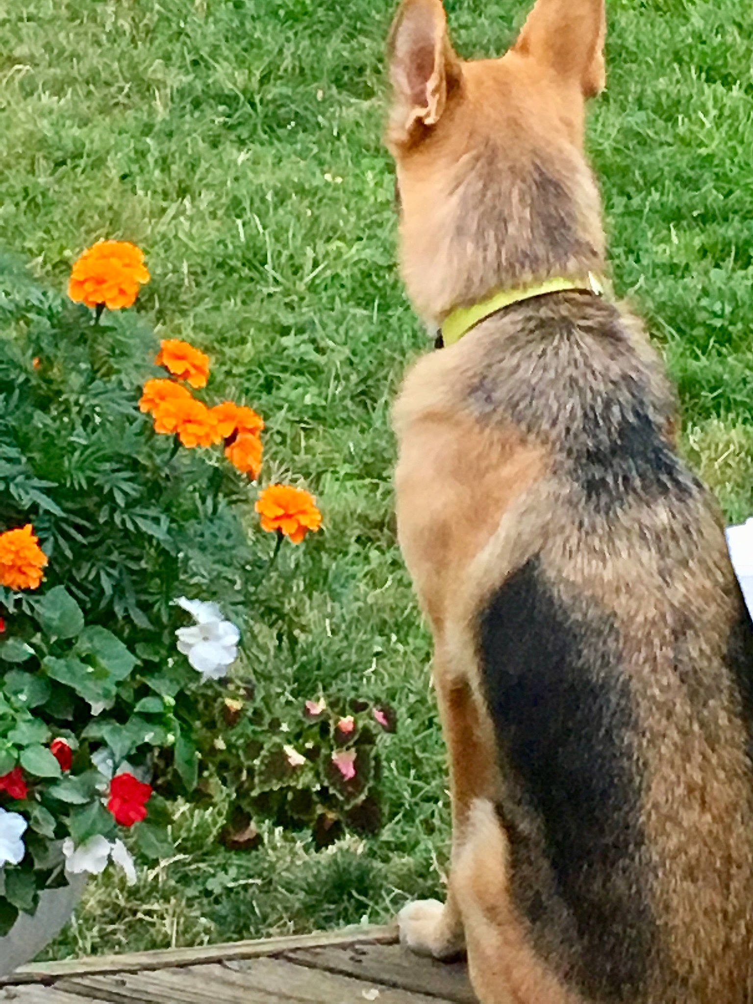 Monster Pupperoni joined the competition — help win amazing prizes! annual_plant, carnivore, collar, companion_dog, dog, dog_breed, dog_collar, dog_supply, fawn, flower, grass, groundcover, leash, pet_supply, petal, plant, snout, sporting_group, tail, working_animal