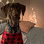 dog, bed, pillow, blanket, sweater, collar, indoor, christmas_tree, lights, decor, furniture, pet, animal, canine, brown, black, white, plaid, cozy, home