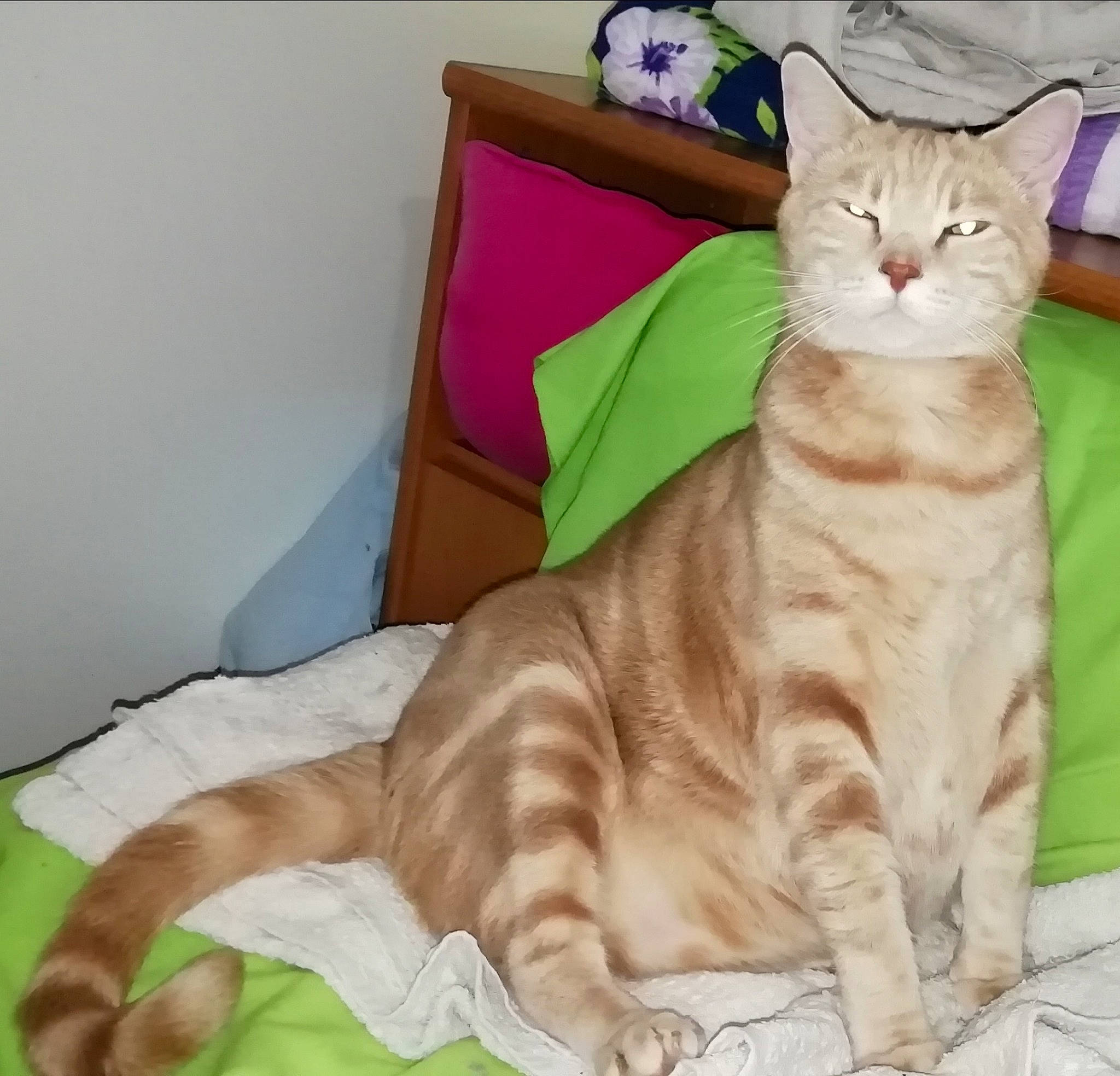 Garfield a rejoint le concours — aidez-le/la à gagner de superbes lots ! box, carnivore, cat, cat_supply, comfort, domestic_short_haired_cat, fawn, felidae, fur, linens, paw, pet_supply, pillow, sitting, small_to_medium_sized_cats, snout, tail, terrestrial_animal, throw_pillow, whiskers