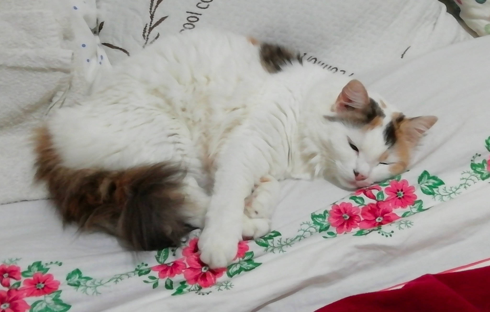 Cerise participe au concours pour gagner de l'argent avec cette photo : bed, bed_sheet, bedding, blanket, carnivore, cat, cat_supply, claw, comfort, domestic_short_haired_cat, felidae, fur, linens, nap, pattern, paw, small_to_medium_sized_cats, tail, textile, whiskers