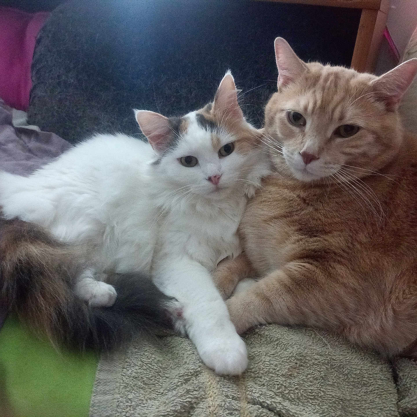 Cerise participe au concours pour gagner de l'argent avec cette photo : animal, bed, blanket, cat, cats, companion, cushion, cute, domestic_animal, feline, fluffy, fur, ginger_cat, indoor, pet, relaxed, resting, snuggling, tabby, white_cat