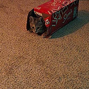 Jujubee joined the competition — help win amazing prizes! animal, box, carpet, cat, container, cozy, curious, cute, feline, floor, home, indoor, paws, pet, playing, red, resting, small, soda, tabby