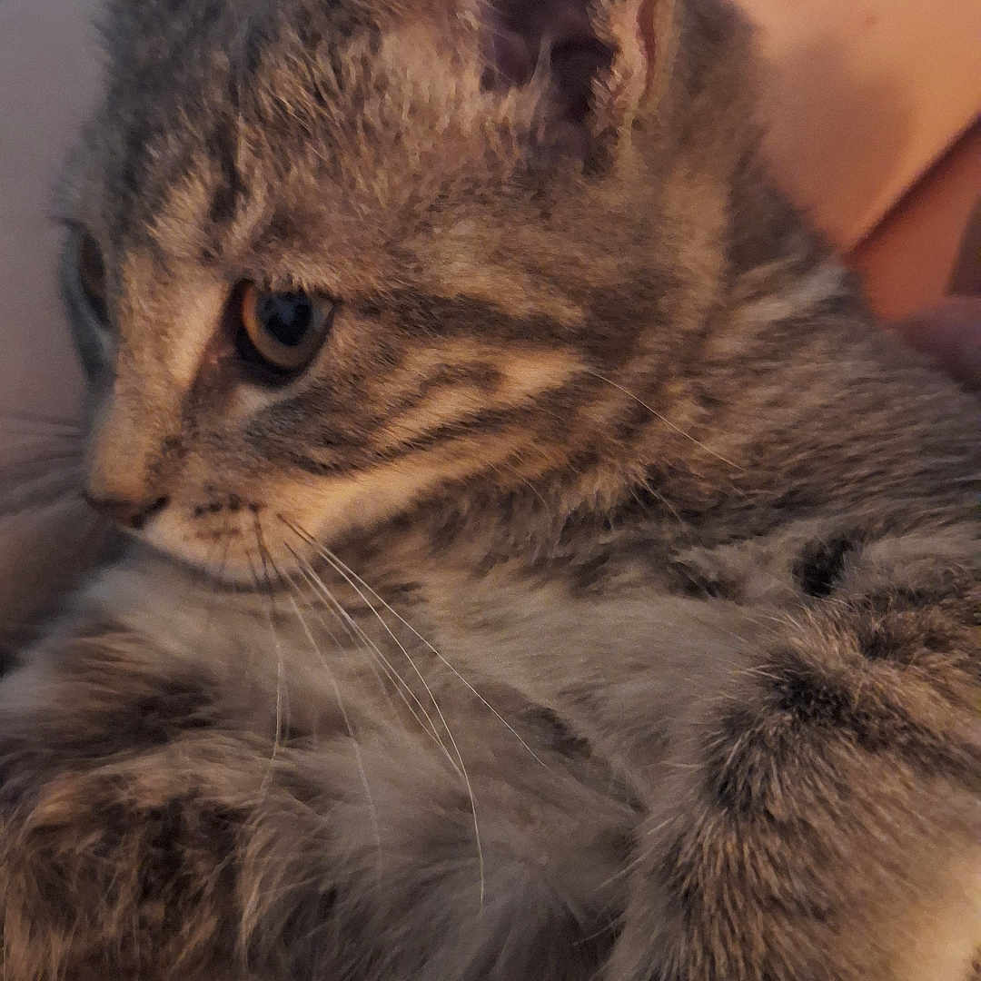 Jujubee joined the competition — help win amazing prizes! animal, cat, close_up, cozy, cute, domestic_cat, ears, fur, furry, indoor, kitten, mammal, paw, pet, resting, snuggle, soft, tabby, whiskers, young