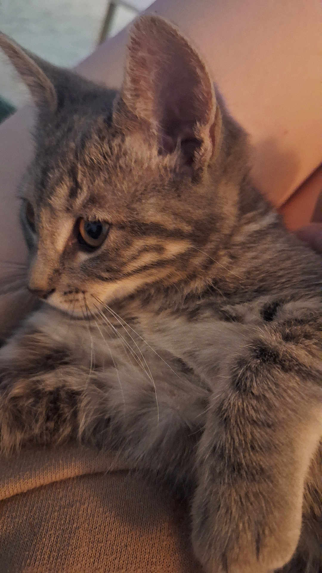 Jujubee joined the competition — help win amazing prizes! animal, cat, close_up, cozy, cute, domestic_cat, ears, fur, furry, indoor, kitten, mammal, paw, pet, resting, snuggle, soft, tabby, whiskers, young