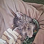 Jujubee is registered to the contest to win money with this photo: animal, blanket, cat, closeup, cozy, cute, fur, furry, hoodie, indoor, kitten, paw, pet, relaxed, resting, sleeping, snuggling, soft, tabby, young