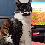 Moustache participe au concours pour gagner de l'argent avec cette photo : cat, black_and_white, long_hair, tuxedo_cat, mustache, whiskers, yellow_eyes, sitting, portrait, indoor, television, living_room, furniture, colorful_background, fur, ears, paws, close_up, pet, animal
