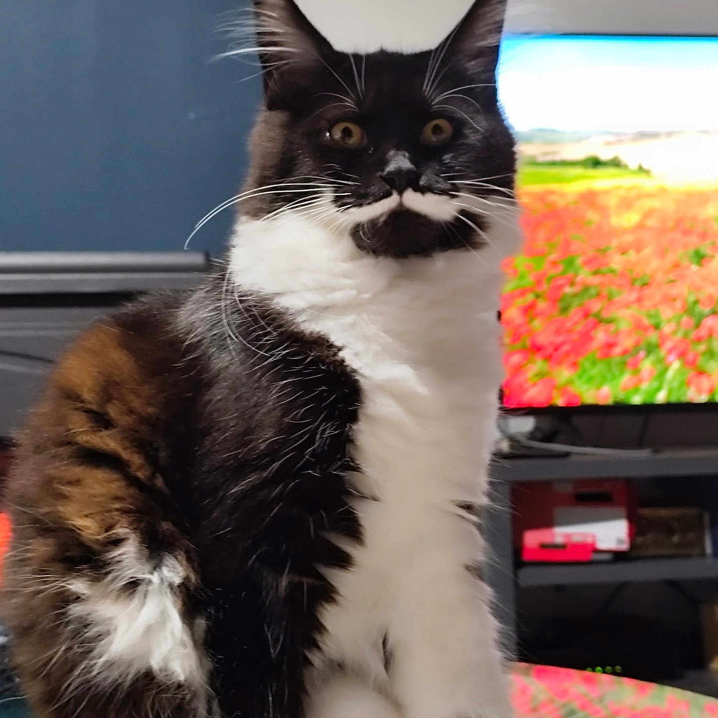 Moustache