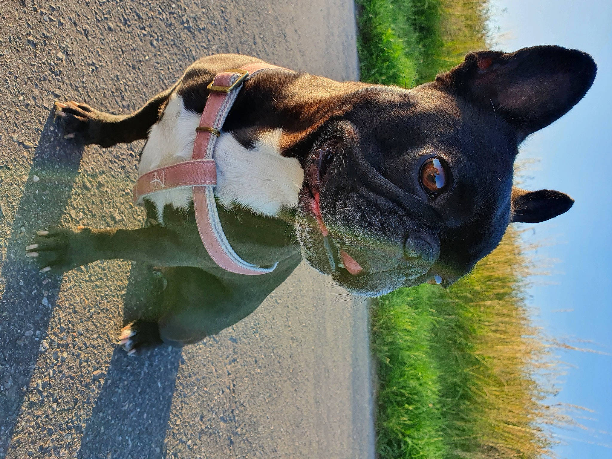 Shadow a rejoint le concours — aidez-le/la à gagner de superbes lots ! asphalt, canidae, carnivore, collar, companion_dog, dog, dog_breed, dog_collar, eyewear, fawn, grass, leash, pet_supply, plant, road_surface, snout, sporting_group, terrestrial_animal, whiskers, working_animal