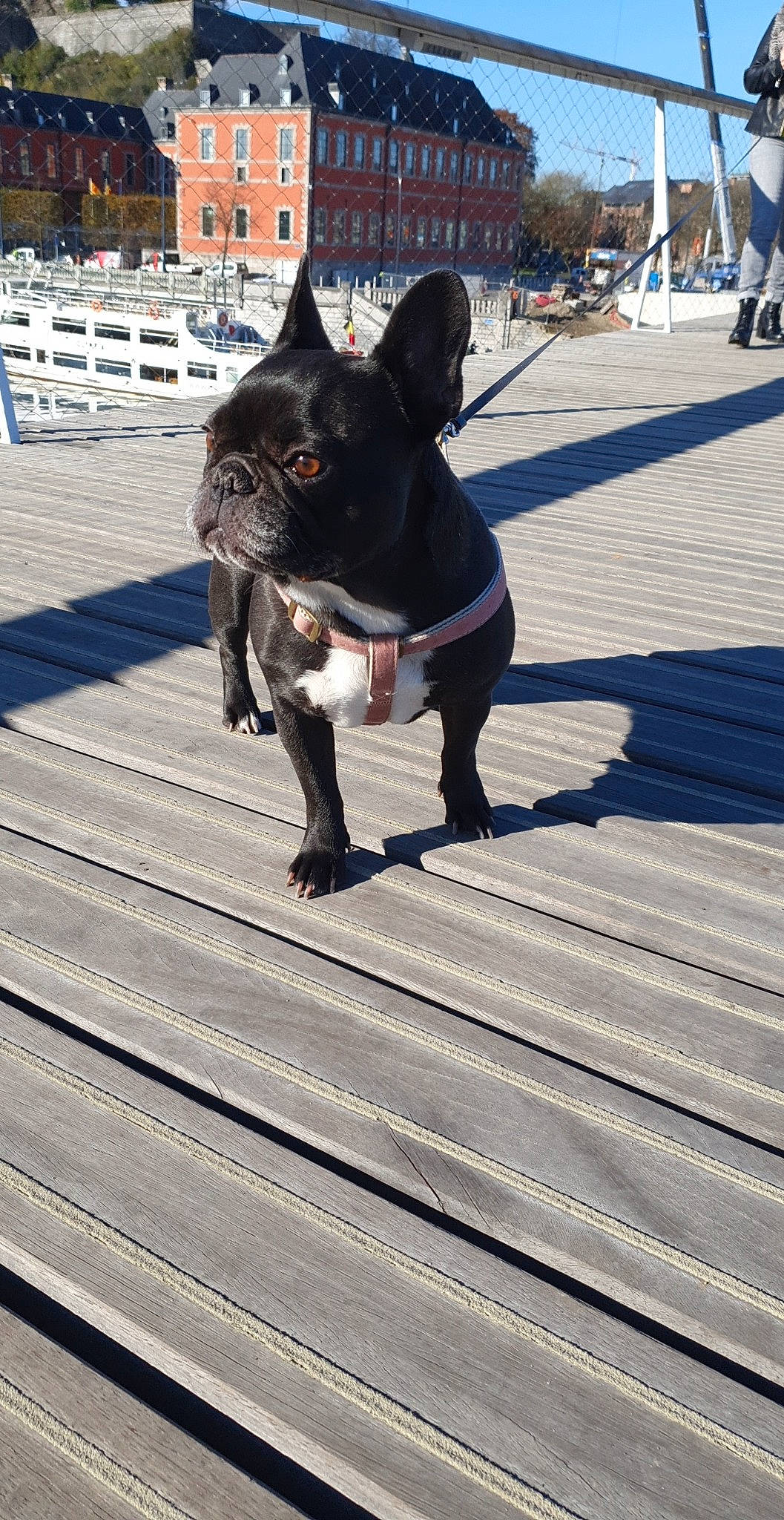 Shadow participe au concours pour gagner de l'argent avec cette photo : boston_terrier, building, bulldog, carnivore, collar, companion_dog, dog, dog_breed, dog_collar, fashion_accessory, fawn, felidae, flooring, french_bulldog, leash, snout, tail, whiskers, wood, working_animal