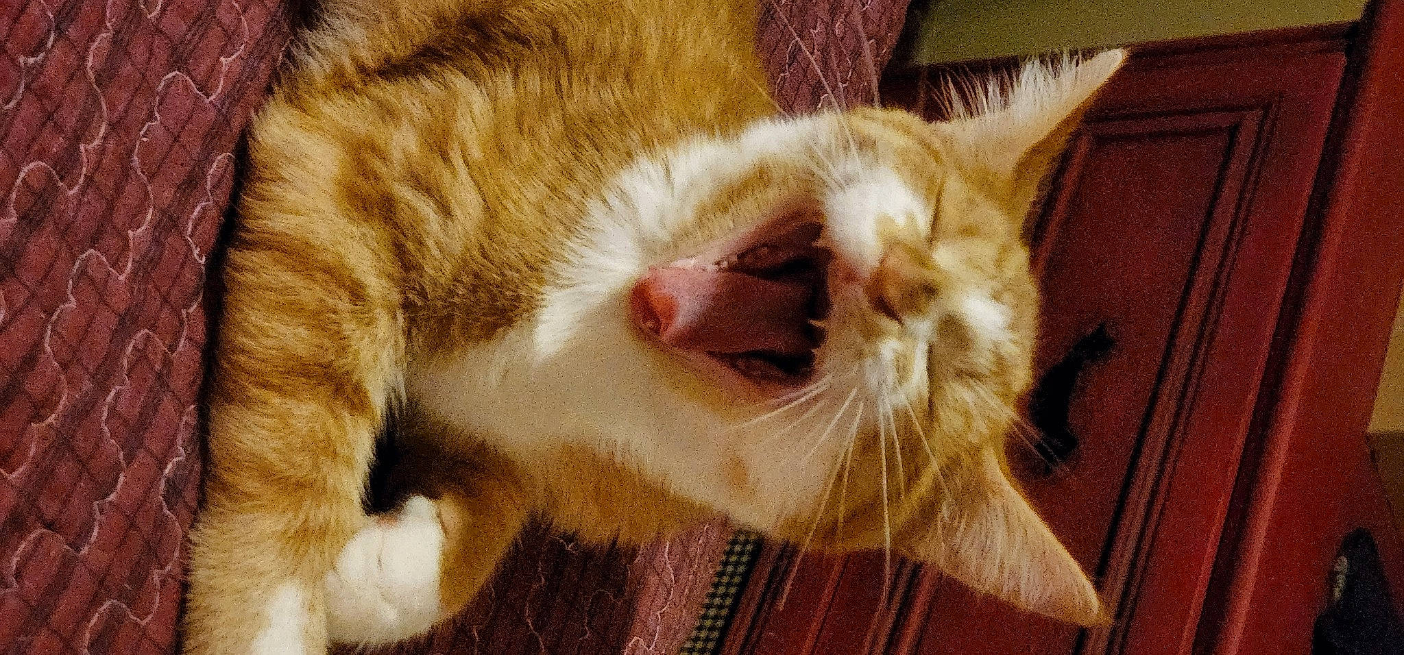 Bubby Jr. is registered to the contest to win money with this photo: carnivore, cat, claw, close_up, domestic_short_haired_cat, ear, eye, fang, fawn, felidae, fur, nose, paw, small_to_medium_sized_cats, snout, tail, terrestrial_animal, whiskers, wildlife, wood