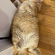 Aslan is registered to the contest to win money with this photo: cat, fluffy, relaxed, lying_down, wooden_floor, indoor, pet, cream_colored, sleeping, tail, paw, door, fur, cute, animal, domestic, cozy, resting, whiskers, soft