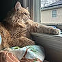 Aslan joined the competition — help win amazing prizes! cat, ginger_cat, fluffy, window, blanket, indoor, paw, looking_outside, natural_light, feline, domestic_cat, resting, cozy, curious, side_profile, house, screen_window, fur, pet, relaxed