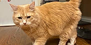 Aslan joined the competition — help win amazing prizes! cat, orange_cat, fluffy, indoor, wooden_floor, tail_up, walking, pet, domestic_cat, feline, door, magnets, notes, home, floor, animal, cute, fur, whiskers, ears