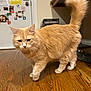 cat, orange_cat, fluffy, indoor, wooden_floor, tail_up, walking, pet, domestic_cat, feline, door, magnets, notes, home, floor, animal, cute, fur, whiskers, ears