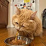 Aslan joined the competition — help win amazing prizes! cat, ginger_cat, pet, animal, food_bowl, wet_food, treat, wooden_floor, kitchen, indoor, whiskers, feline, fur, ears, close_up, domestic_cat, floor, bowl, snack, mealtime