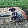 puppy, dog, pet, plaid_jacket, outdoor, grass, planter, pebble_patio, animal, small_dog, brown_and_white, cute, cozy_clothing, sitting, attentive, metal_bar, nature, young_dog, fur, canine
