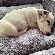 Harley a rejoint le concours — aidez-le/la à gagner de superbes lots ! puppy, dog, sleeping, bed, cozy, white, black_spots, fur, pet, resting, cute, animal, indoor, fluffy, soft, relaxed, young, snout, ear, peaceful