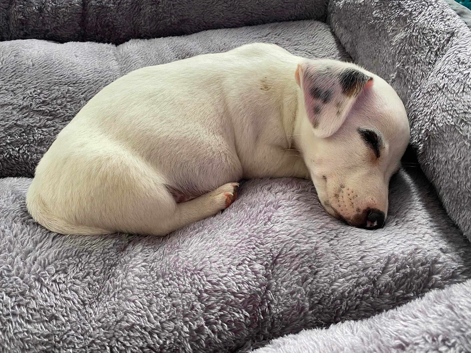 Harley a rejoint le concours — aidez-le/la à gagner de superbes lots ! puppy, dog, sleeping, bed, cozy, white, black_spots, fur, pet, resting, cute, animal, indoor, fluffy, soft, relaxed, young, snout, ear, peaceful