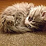 kitten, cat, fluffy, sleeping, curled_up, fur, pet, animal, indoor, carpet, cute, small, young, resting, whiskers, ears, domestic_cat, feline, cozy, texture