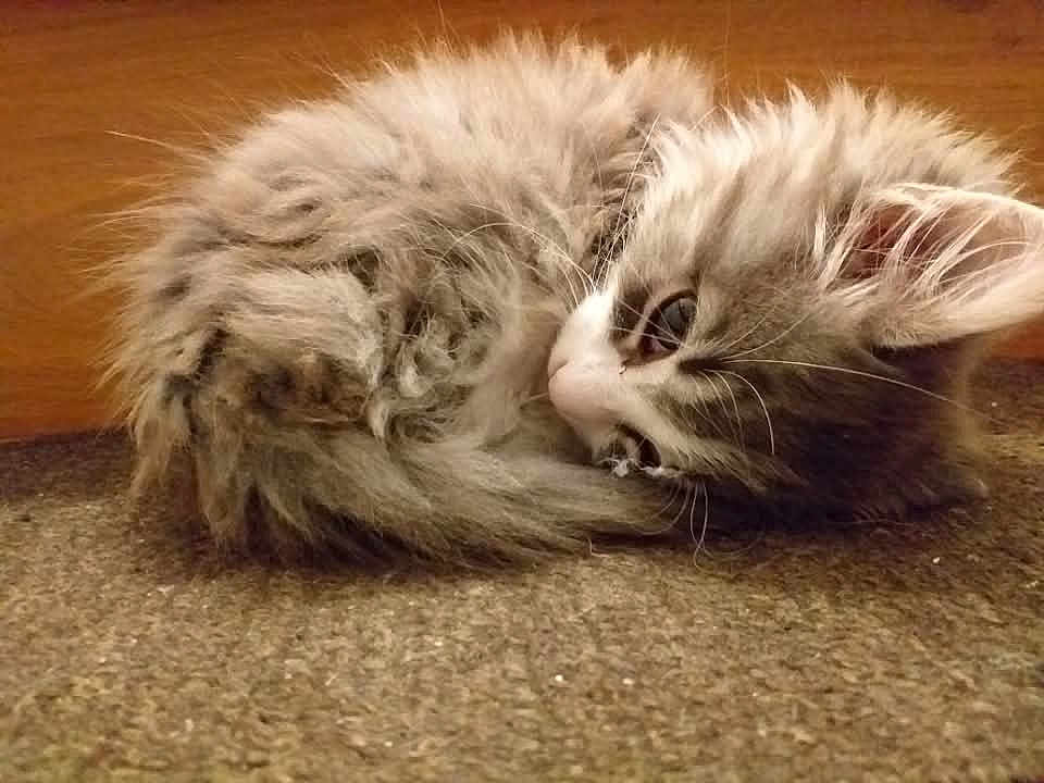Mara a rejoint le concours — aidez-le/la à gagner de superbes lots ! kitten, cat, fluffy, sleeping, curled_up, fur, pet, animal, indoor, carpet, cute, small, young, resting, whiskers, ears, domestic_cat, feline, cozy, texture